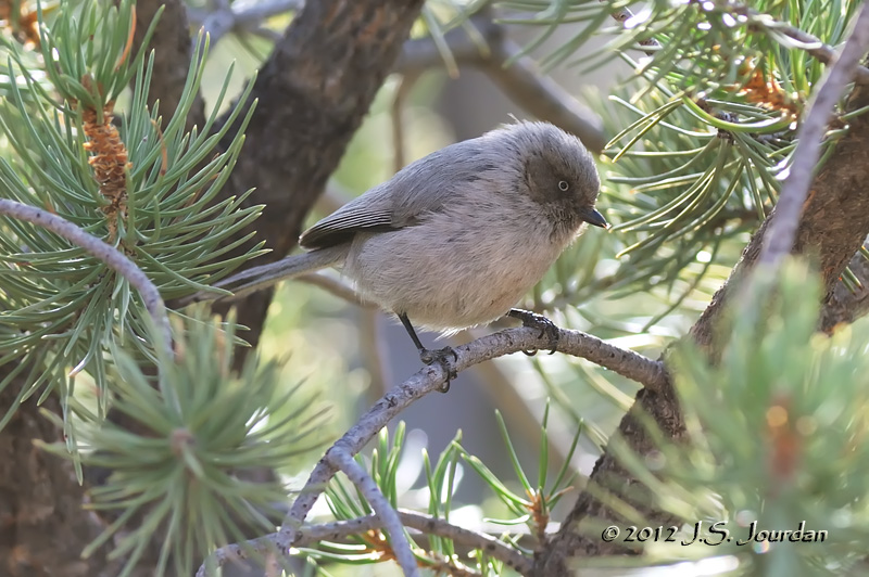 Bushtit012_6813b.jpg