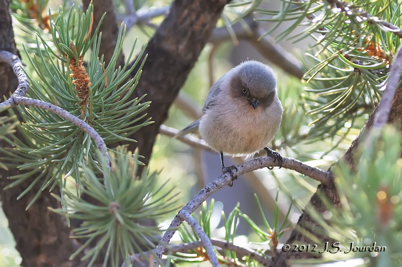 Bushtit012_6816b.jpg