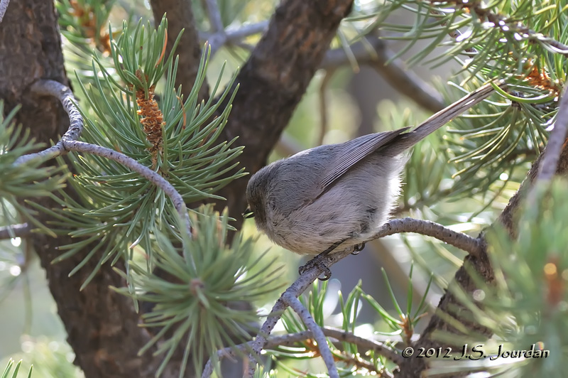 Bushtit012_6817b.jpg