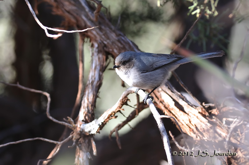 Bushtit012_6823b.jpg