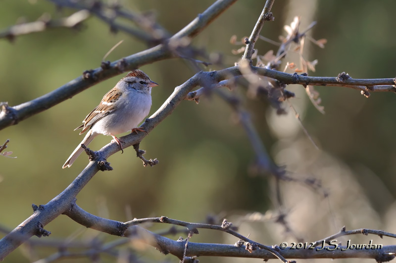 ChippingSparrow012_6772b.jpg