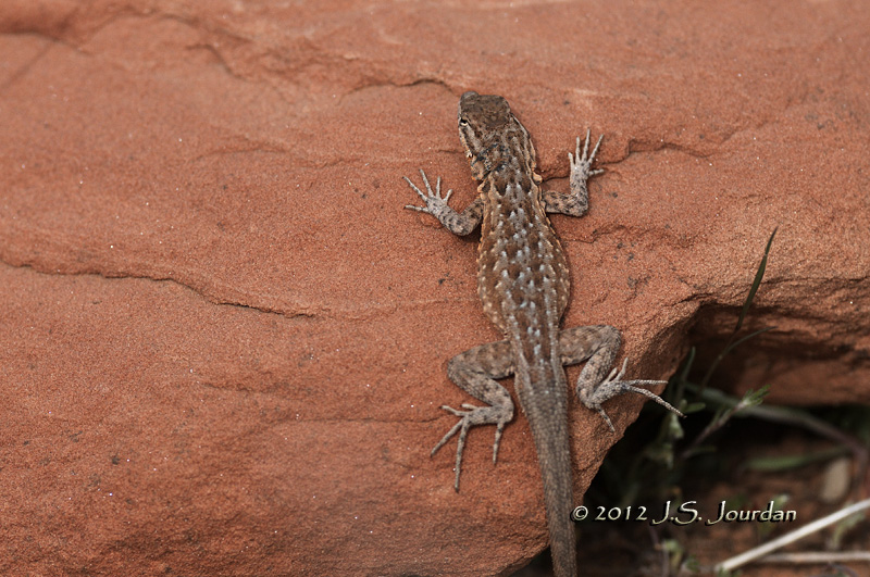 Lizard012_6881b.jpg