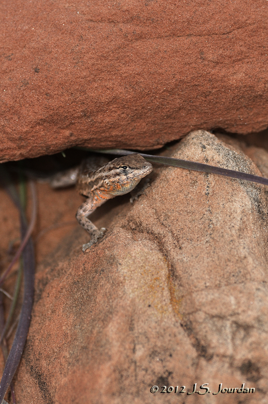 Lizard012_6887b.jpg