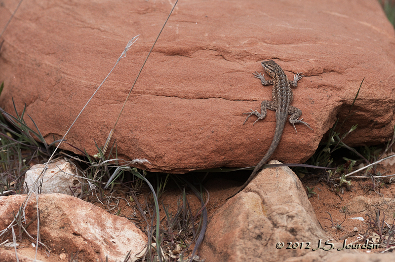 Lizard012_6902b.jpg