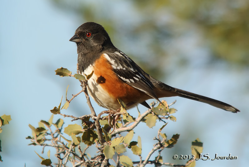 SpottedTowhee1469b.jpg