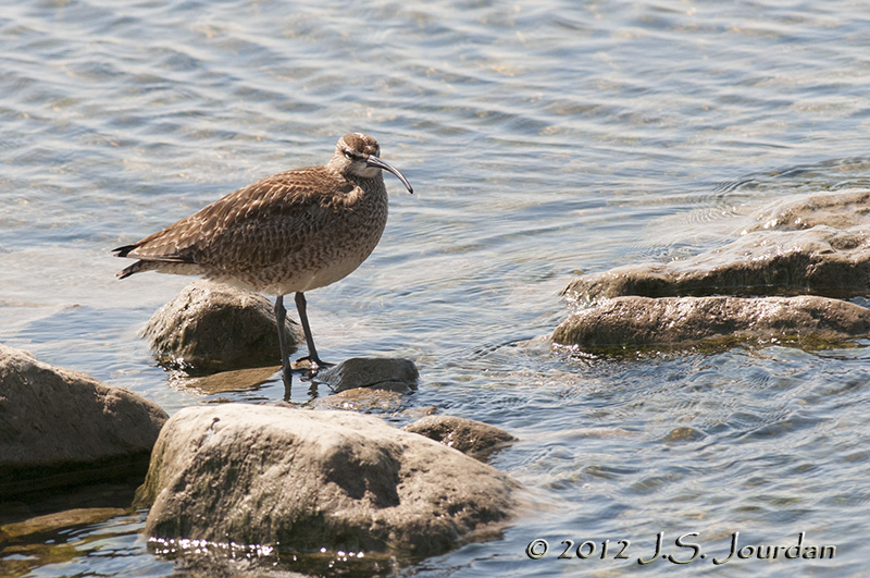 012_0624Whimbrelb.jpg