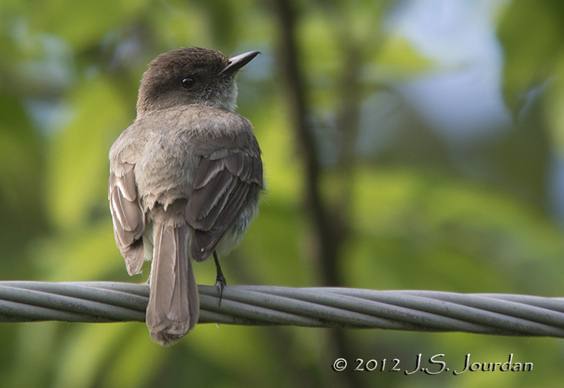 EasternPhoebe8858b.jpg