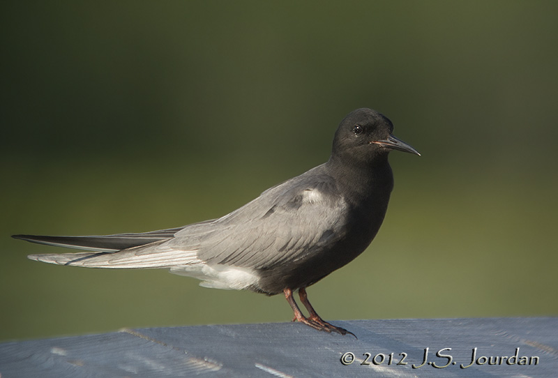 BlackTern8668b.jpg