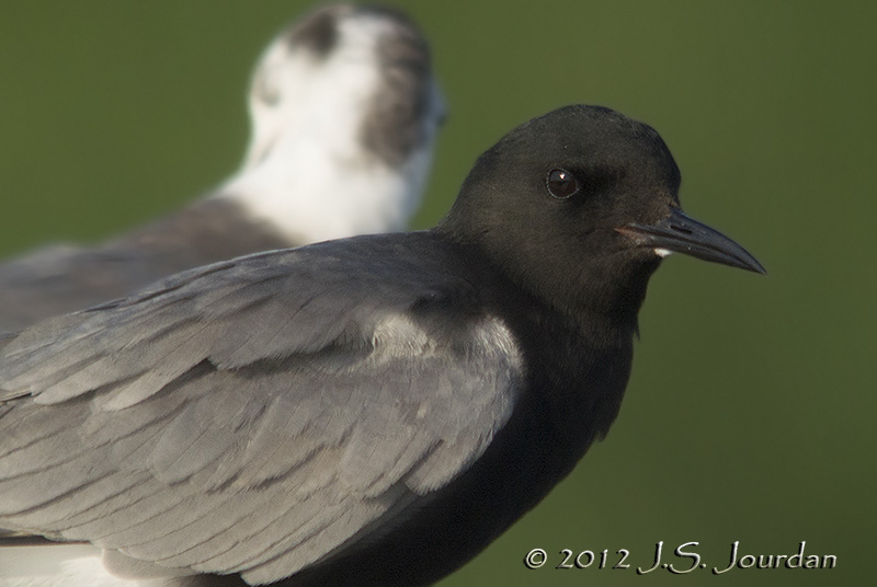 BlackTern8509b.jpg