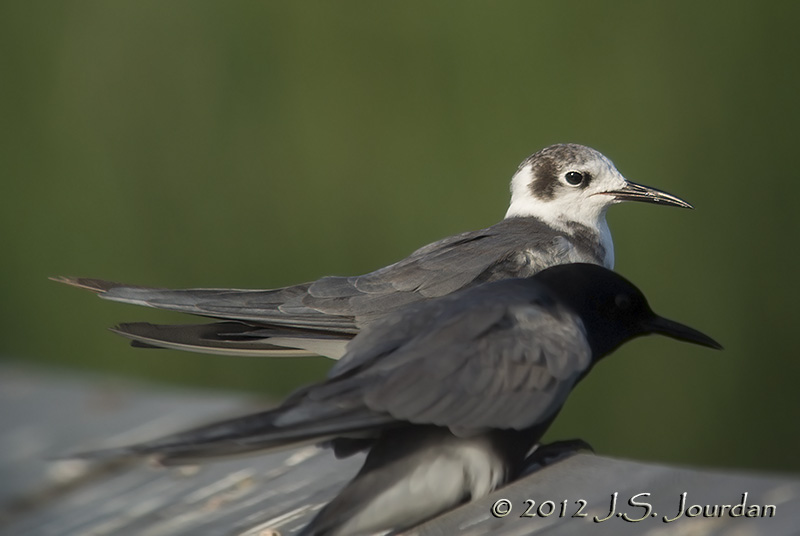 BlackTern8477b.jpg