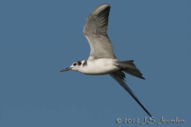 012_0853BlackTernb.jpg