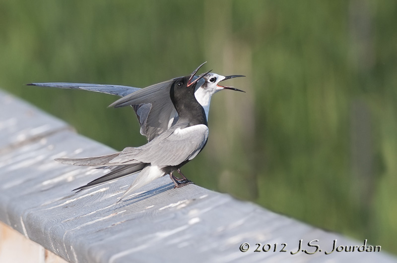 012_0868BlackTernb.jpg