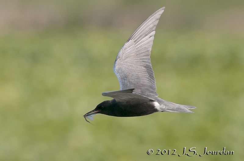 012_0987BlackTernb.jpg
