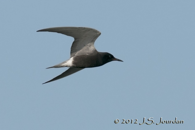 012_1163BlackTernb.jpg