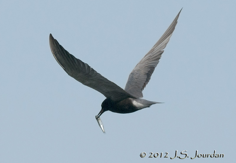 012_1166BlackTernb.jpg