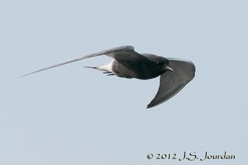 012_1284BlackTernb.jpg