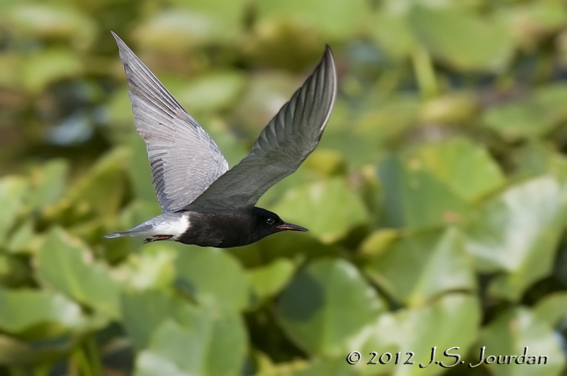 012_1352BlackTernb.jpg