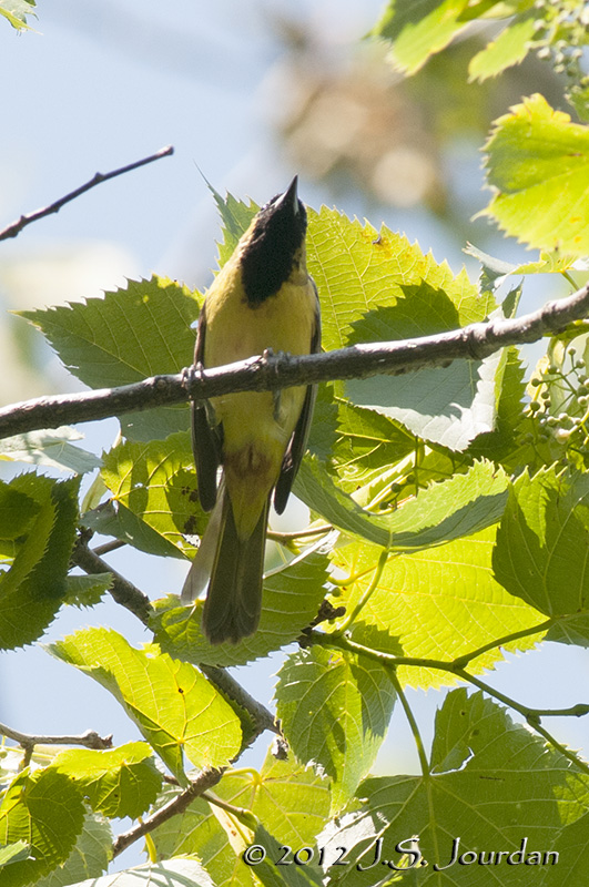 012_1617OrchardOrioleb.jpg