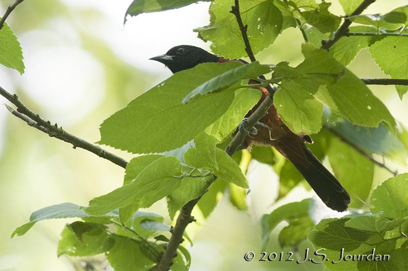 012_1643OrchardOrioleb.jpg