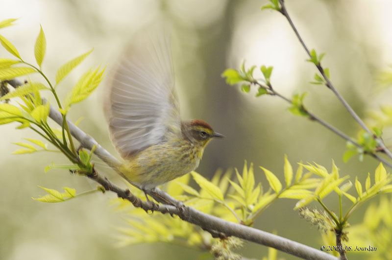 PalmWarbler4314b.jpg