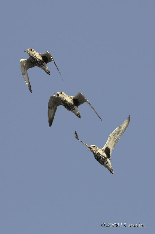 BlackbelliedPlover5975b.jpg