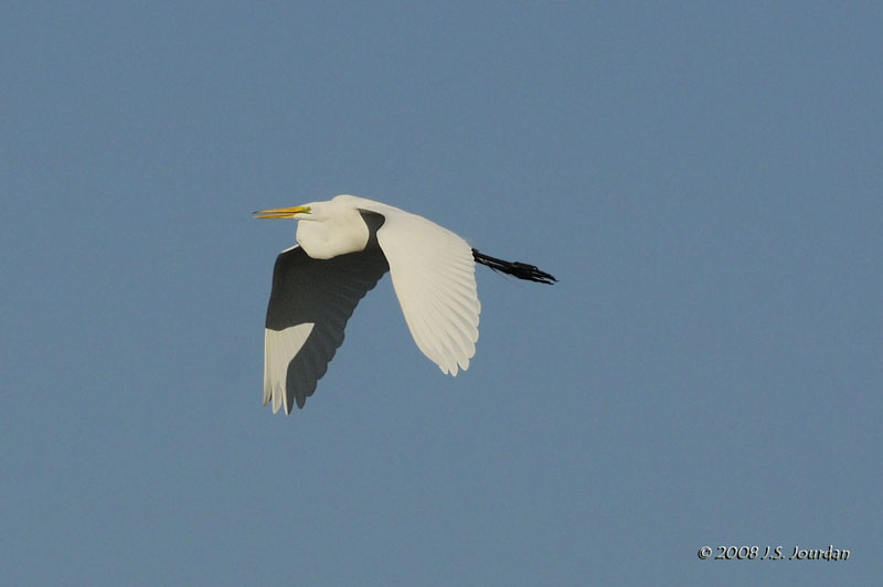 GreatEgret7231b.jpg