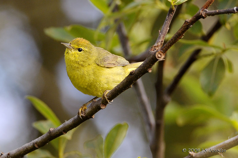 OrangecrownedWarbler8890b.jpg