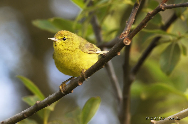 OrangecrownedWarbler8900b.jpg