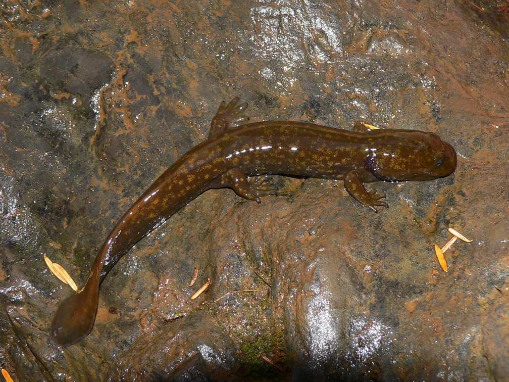 Copes Giant Salamander - <i>Dicamptodon copei</i>