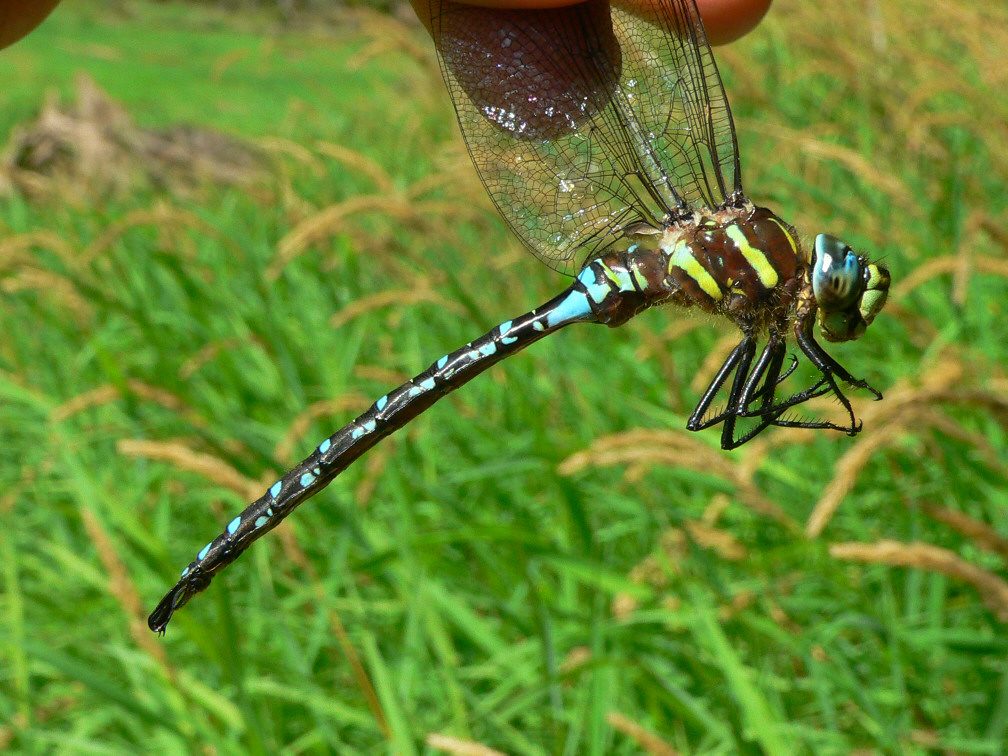 Paddle-tailed Darner - <i>Aeshna palmata</i>