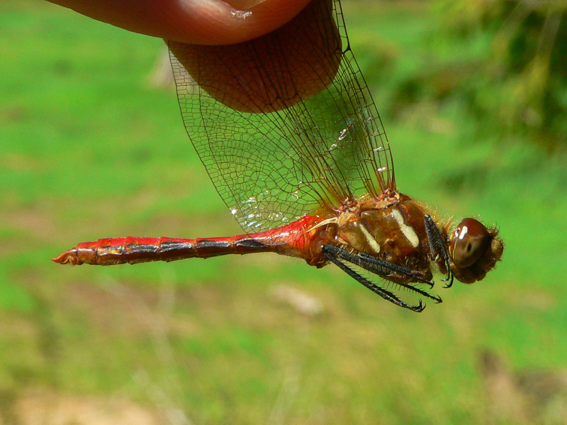 Striped Meadowhawk - <i>Sympetrum pallipes</i>