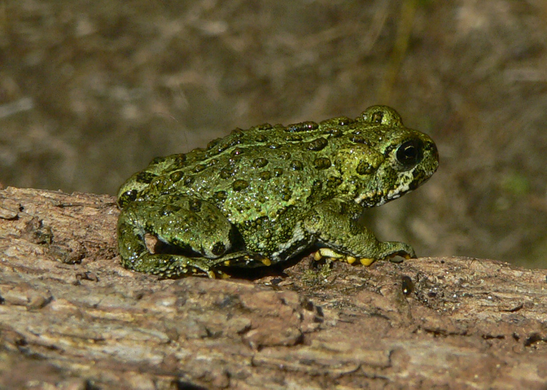 Western Toad - <i>Bufo boreas</i>