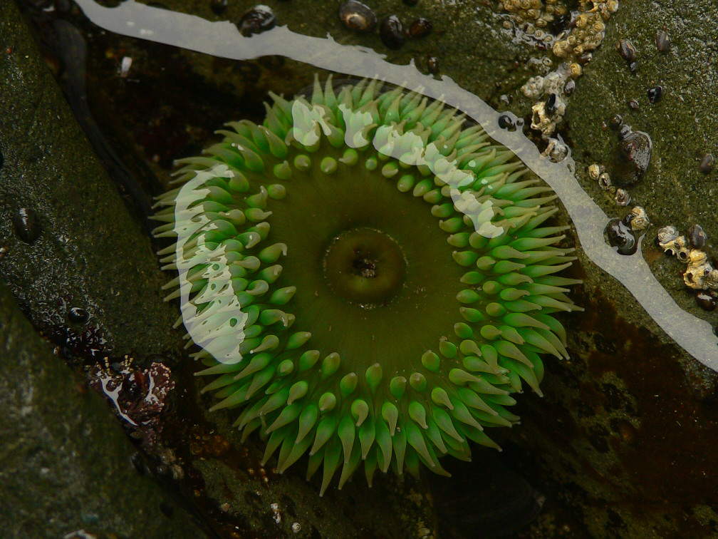 Sea Anemone