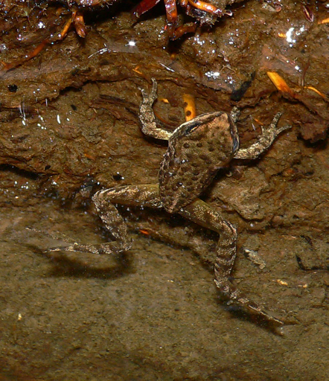 Cascades Frog - <i>Rana cascadae</i>