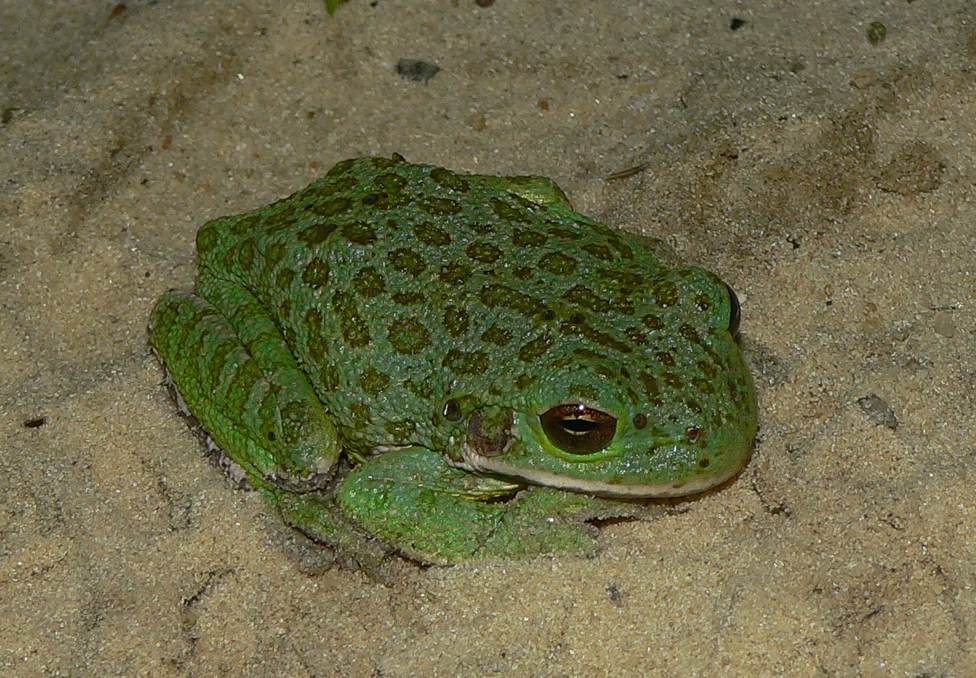 Barking Treefrog - <i>Hyla gratiosa</i>