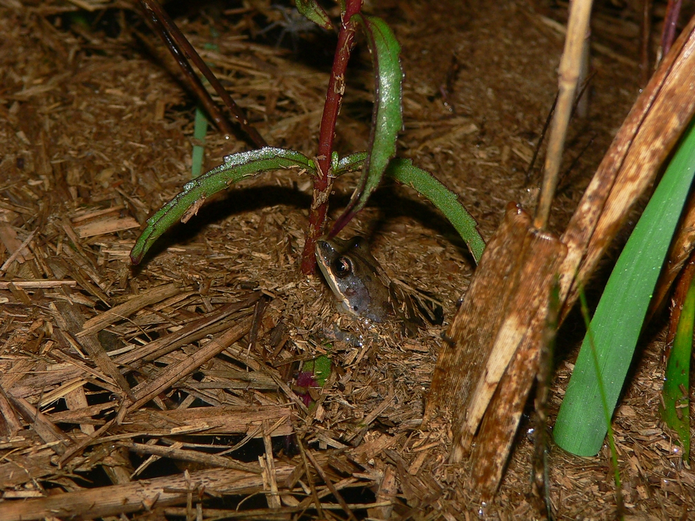 Southern Chorus Frog - <i>Pseudacris nigrita</i>