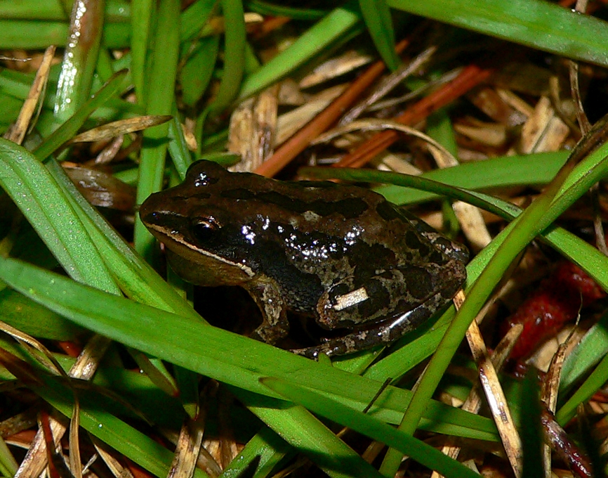 Southern Chorus Frog - <i>Pseudacris nigrita</i>