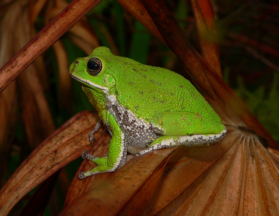 Barking Treefrog - <i>Hyla gratiosa</i>