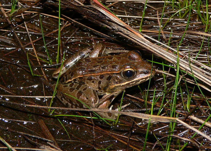 Southern Leopard Frog - <i>Lithobates sphenocephalus</i>