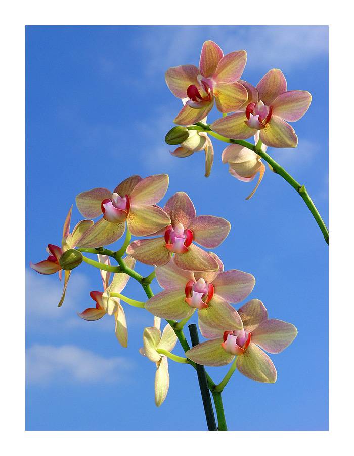 Orchids in Paris sky