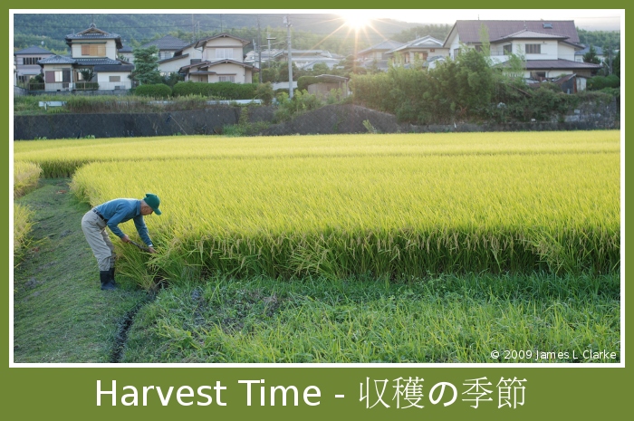 Harvest Time