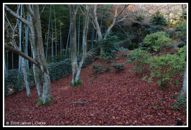 All the leaves have fallen