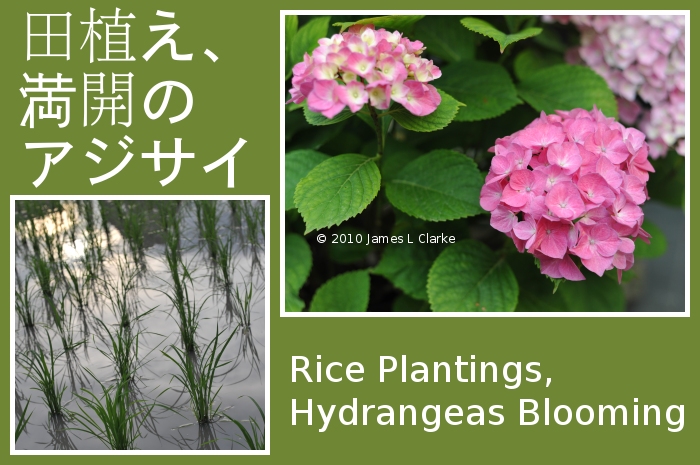 Rice Plantings, Hydrangeas Blooming