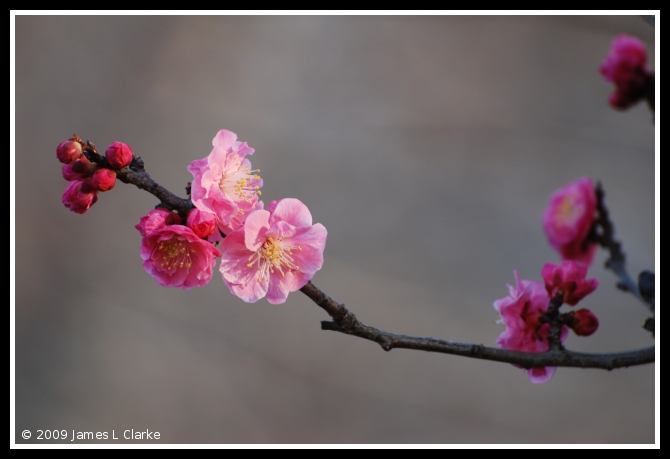 Pink Ume