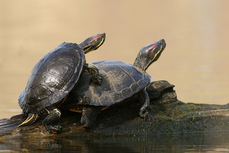 Roodwangschildpad.jpg