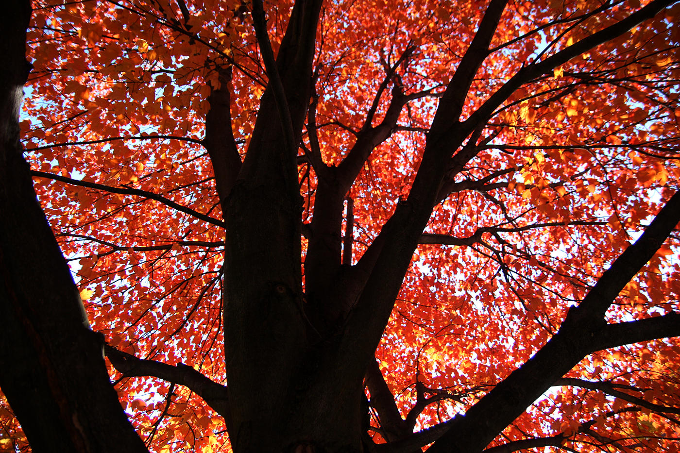 a late autumn