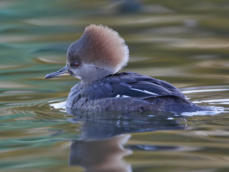 Hooded Merganser