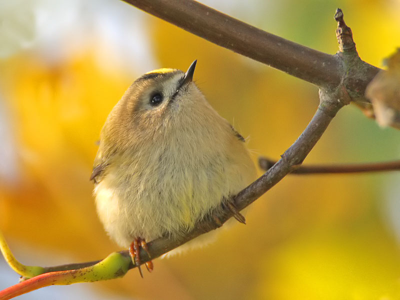 Goldcrest