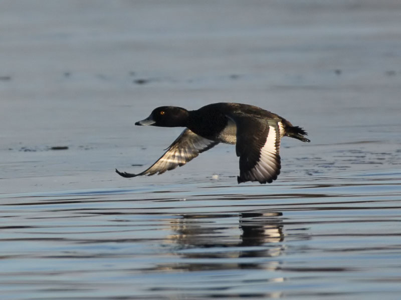 Tufted Duck (drake)