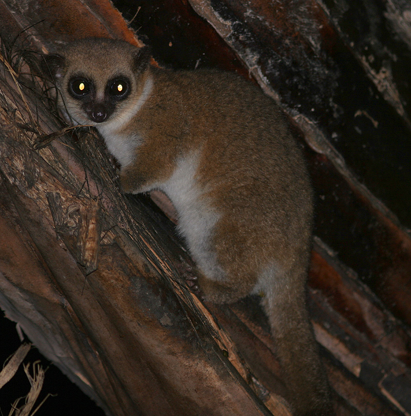 Furry-eared (or Crossleys) Dwarf Lemur